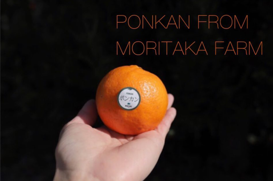 食べ比べ】5種類のみかんがぎっしり！味自慢の晩柑セット2.5kg